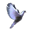 This dove  will always be  a part of this web site as a remembrance for those who lost the battle with cf .