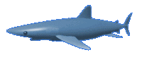 Jaws 22135